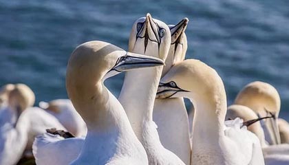 开云电竞-【天使队调整阵容】新援融入带来战术革新，天使阵容怎么搭配最新