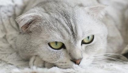 开云体育登入-【丁俊晖】逆境中的坚守：他如何用战术逆转胜局？，丁俊晖十大逆转视频